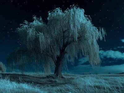 To Fall Asleep Beneath a Willow&nbsp;Tree