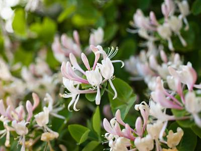 Honeysuckle